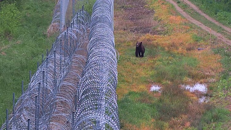 Prie Padvarionių užkardos užfiksuota mešką: išlindo iš krūmingo miškelio Lietuvos pusėje
