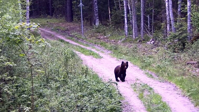 Pasieniečiai fiksavo, kaip Čepkelių rezervate iš Baltarusijos į Lietuvą atėjo meška
