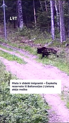 Pasieniečiai užfiksavo iš Baltarusijos atšleivojusį gauruotą svečią