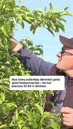 Nuo užsitęsusių šalnų nukentėję ūkininkai galės gauti kompensacijas