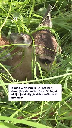 Kaip apsaugoti stirniukus, kad šie nežūtų per šienapjūtę?