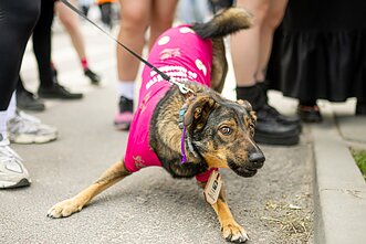 Sostinėje karaliauja rožinė: Šaltibarščių festivalis įtraukė į linksmybių sūkurį