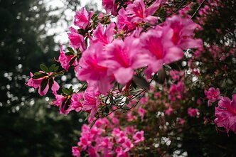 Rododendrai Rododendrai
