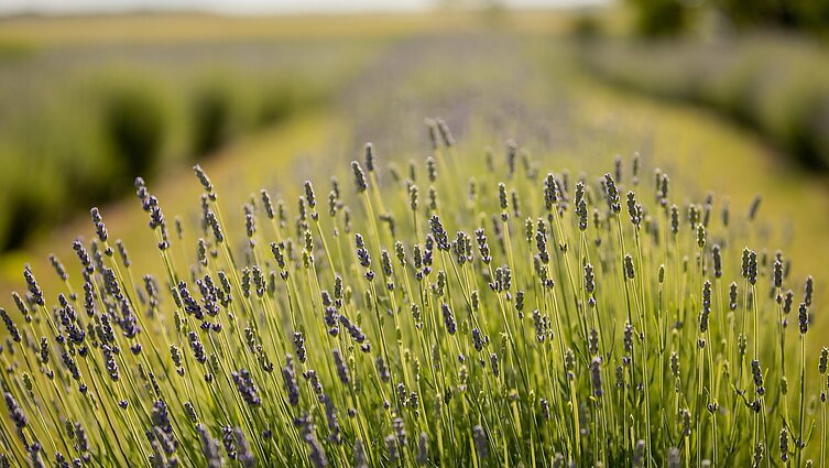Kvapni patirčių kelionė Levandų ūkyje: pakerės ne tik mėlyni laukai, bet ir vaistažolės