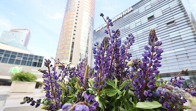 Dailūs, bet žalingi: kuo augalams kenksmingi invaziniai lubinai ir ką su jais daryti