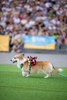 „Korgių lenktynės“