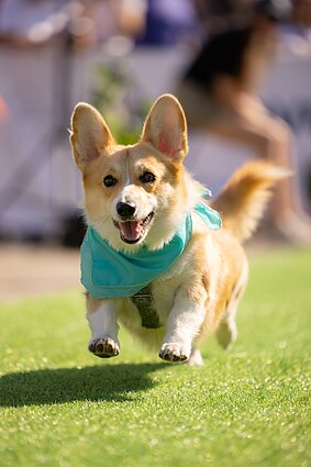 „Korgių lenktynės“