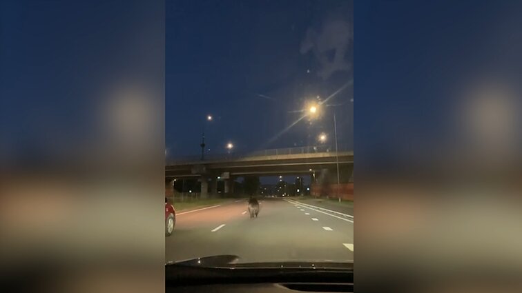 Vilniuje meška užfiksuota Ukmergės gatvėje