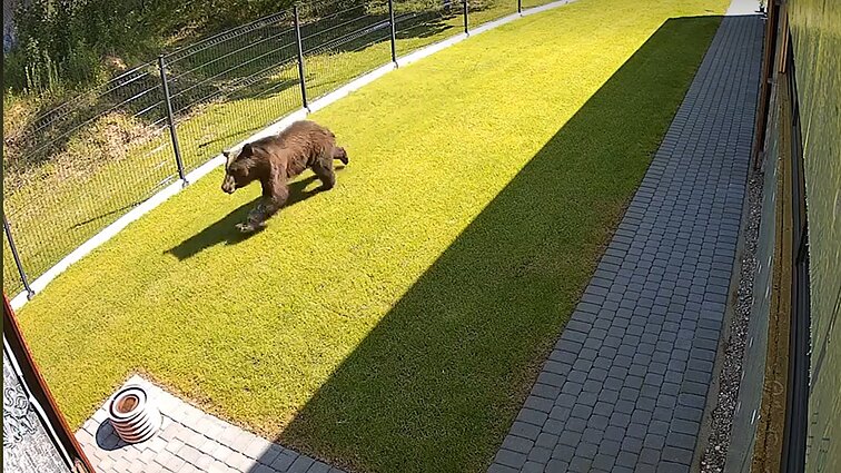 Viceministras apie pavojingą Vilniaus meškos situaciją: nepulsime iš karto žudyti gyvūno