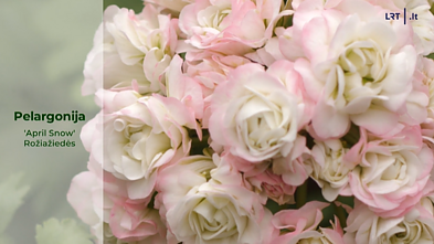 Pelargonijos