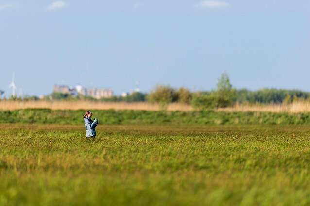 Patelių lizdų paieška