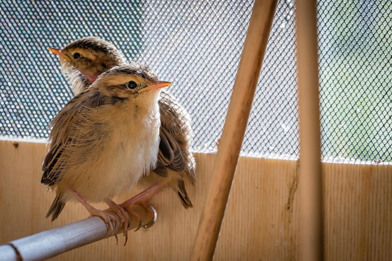Meldinių nendrinukių jauniklių perkėlimas