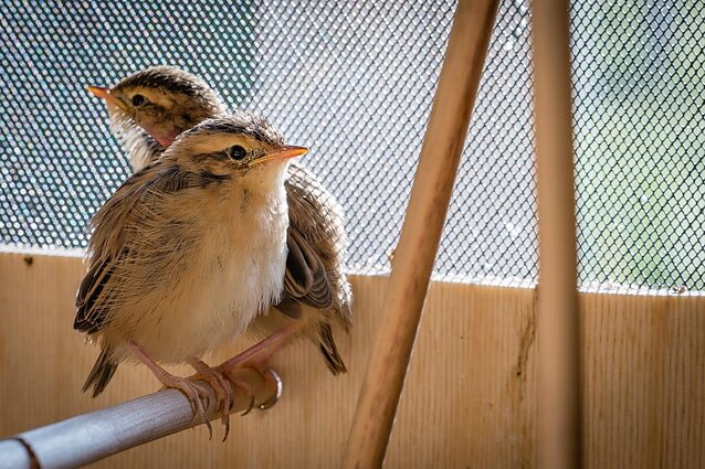Meldinių nendrinukių jauniklių perkėlimas