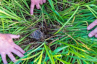Meldinių nendrinukių lizdas gerai paslėptas
