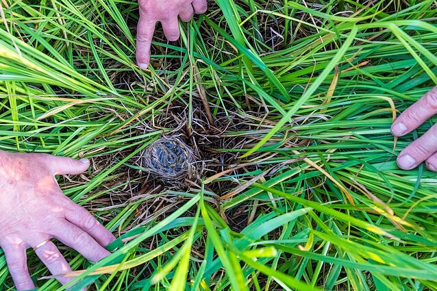 Meldinių nendrinukių lizdas gerai paslėptas