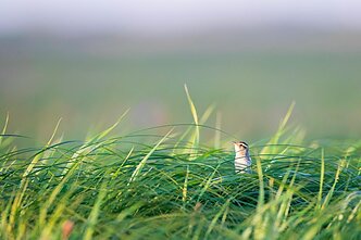 Meldinių nendrinukių patinas