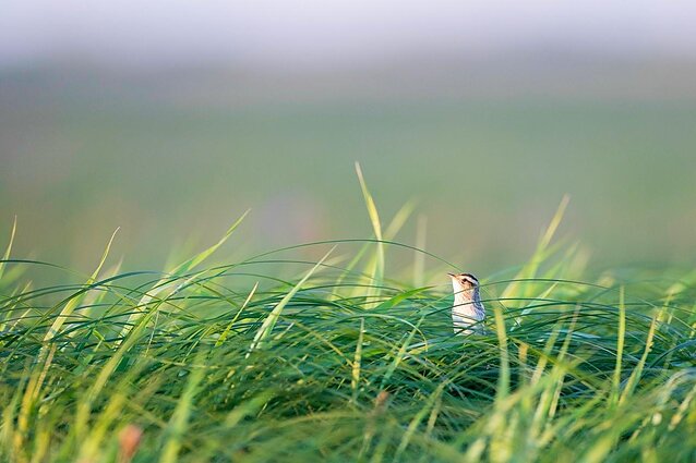 Meldinių nendrinukių patinas
