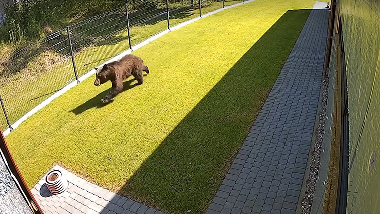 Aplinkos viceministras: leidimas likviduoti gyvūną buvo suteiktas atsargumo dėlei