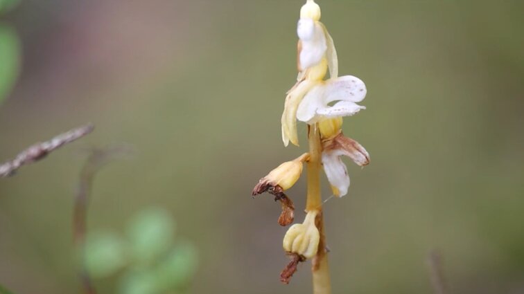 Gamtininkas apie orchidėjų įvairovę Lietuvoje: ne kiekviename miške sutiksi