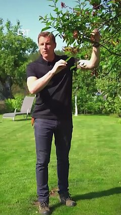 Kaip išsaugoti sergančius medžius?