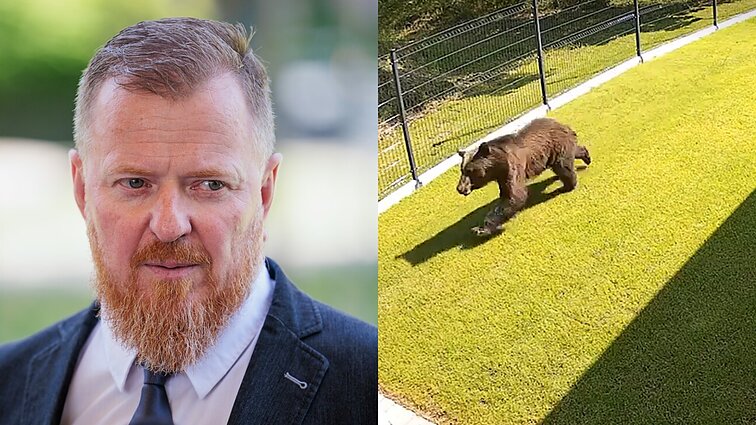 Meškos paieškų klaidas pripažinęs viceministras: laukinių gyvūnų mieste tik daugės