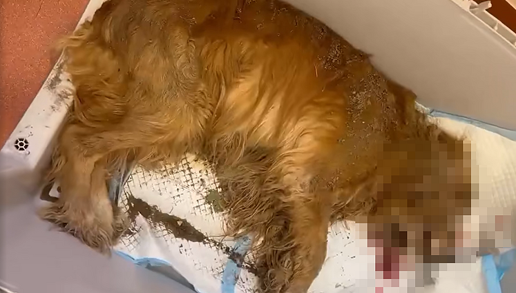 Žiaurus išpuolis prieš šunelį: sumuštas, o vėliau kieme užkastas dar gyvas