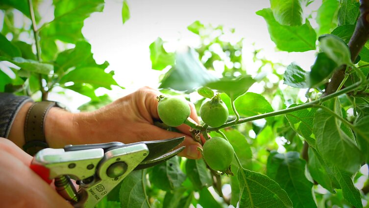 Obelis nuo ligų apsaugos genėjimas vasarą: nepabijokite praretinti ir užsimezgusių vaisių