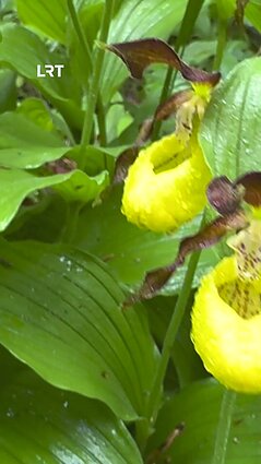 Dzūkijos miškuose sužydo lietuviška orchidėja – plačialapė klumpaitė