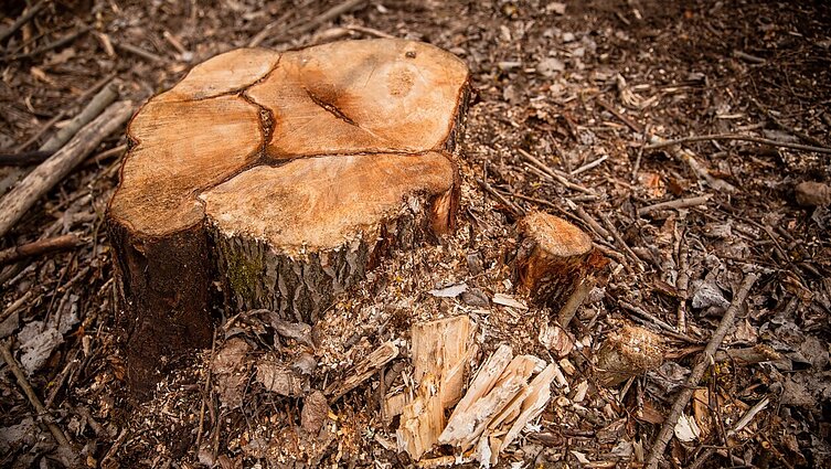 Žmonėms piktinantis miško kirtimu pasienyje su Baltarusija, VSAT tvirtina: tai – būtina