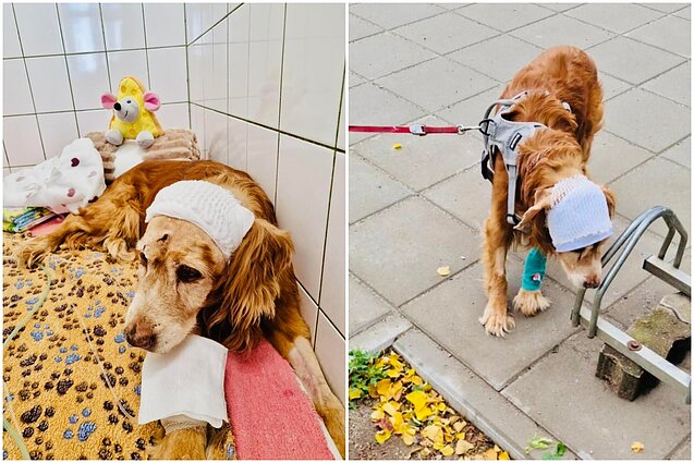 Šeimininkai Gausą ne tik sumušė, bet ir bandė užkasti gyvą