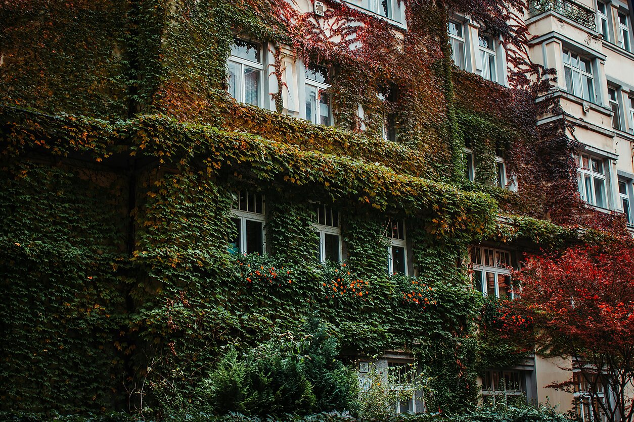 Vijokliniai augalai