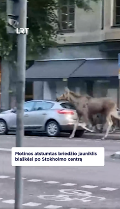 Briedžio jauniklis blaškėsi po Stokholmo centrą