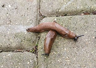 Slugs