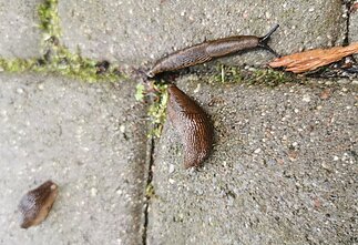 Slugs