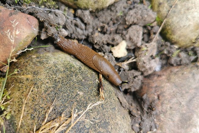Slugs 