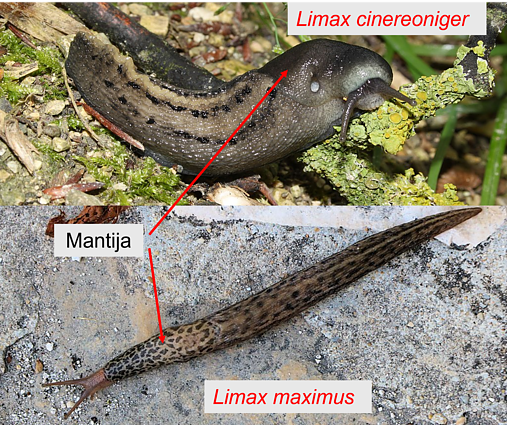 L. cinereoniger (viršuje) (juoda mantija) ir L. maximus (marga mantija)