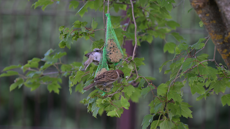 Selemonas Paltanavičius: tai, ko reikia paukščiams
