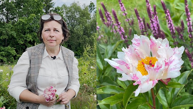 Auginimo patarimais pasidalijusi bijūnų kolekcininkė Inga: svarbiausia – kantrybė