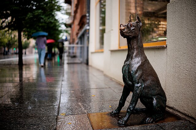 Akiniuota Vilniaus dobermanė Akiniuota Vilniaus dobermanė