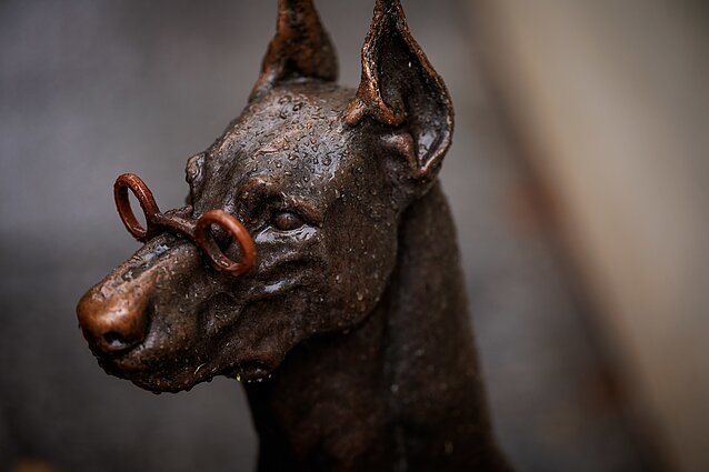 Akiniuota Vilniaus dobermanė Akiniuota Vilniaus dobermanė