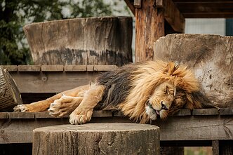 Litewski ogród zoologiczny w Kownie