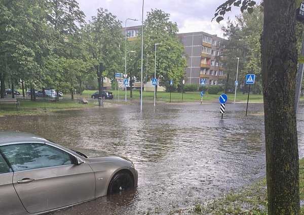 Liūtis Vilniuje Liūtis Vilniuje