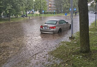 Liūtis Vilniuje Liūtis Vilniuje