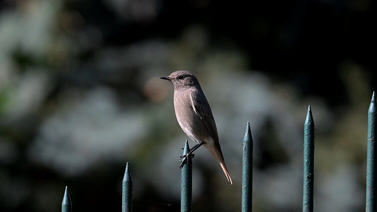 Bendra paukščių kalba
