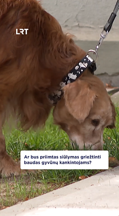 Gyvūnų kankinimai šokiruoja – visuomenė pasisako už griežtesnes bausmes
