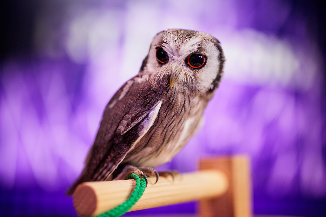 Šiaurinis baltaveidis apuokas LRT KLASIKA studijoje