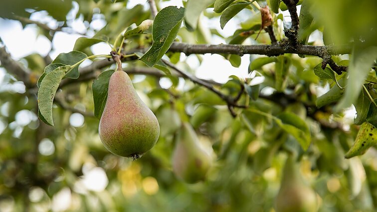 Agronomo atmintinė sodininkams: į gamtos išdaigas vaismedis sureaguoja po 14 dienų