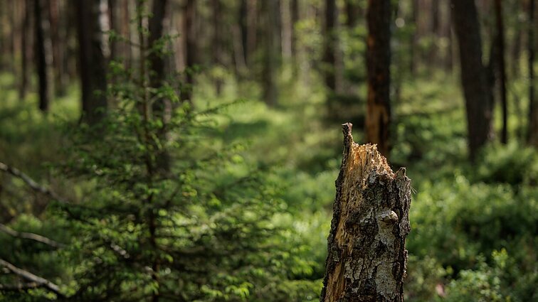 Dėl ževėgraužio tipografo – stichinė nelaimė: dalies miškų laukia sanitarinis kirtimas