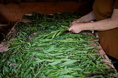 Angelė Liuolienė ir Kęstutis Liuolia