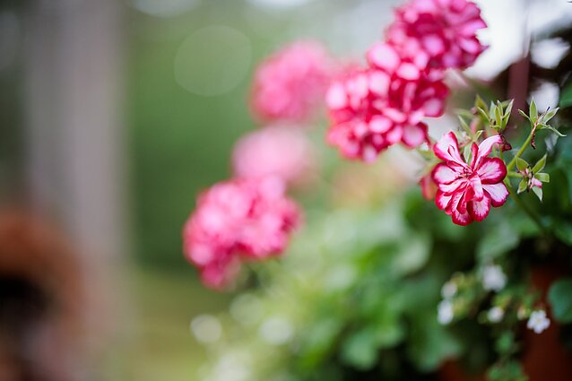 Liuolių sode – ryškios gėlės